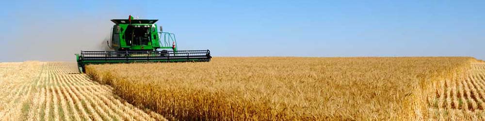 برای تداوم خودکفایی گندم نان، نرخ خرید تضمینی مناسب و به‌موقع اعلام شود